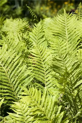 Gewöhnlicher Rippenfarn - Blechnum spicant