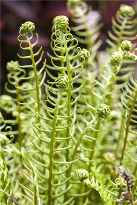 Gewöhnlicher Rippenfarn - Blechnum spicant