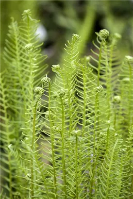 Gewöhnlicher Rippenfarn - Blechnum spicant