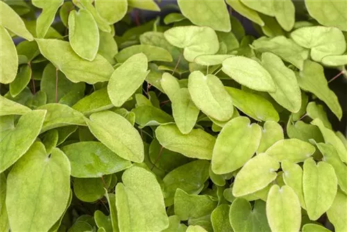 Garten-Elfenblume - Epimedium x rubrum