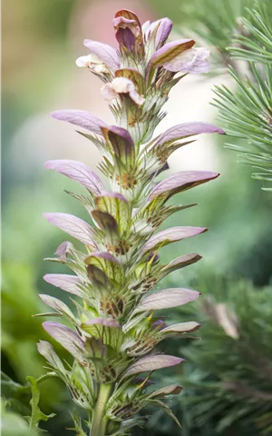 Acanthus hungaricus