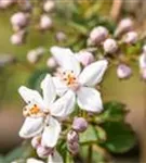 Rosendeutzie - Deutzia hybrida 'Mont Rose' - Wildgehölze