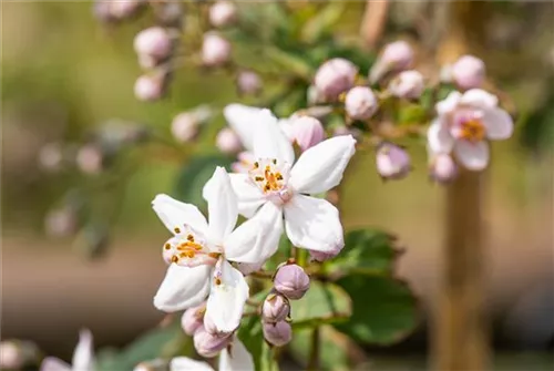 Rosendeutzie - Deutzia hybrida 'Mont Rose' - Wildgehölze