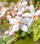 Rosendeutzie - Deutzia hybrida 'Mont Rose' - Wildgehölze