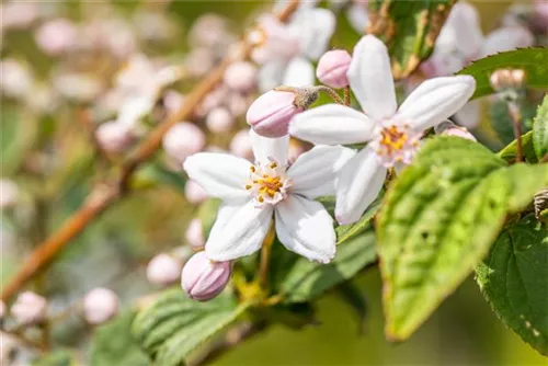 Rosendeutzie - Deutzia hybrida 'Mont Rose' - Wildgehölze