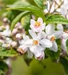 Rosendeutzie - Deutzia hybrida 'Mont Rose' - Wildgehölze