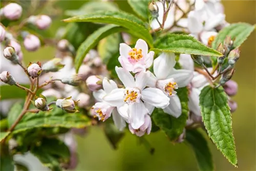 Rosendeutzie - Deutzia hybrida 'Mont Rose' - Wildgehölze