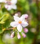 Rosendeutzie - Deutzia hybrida 'Mont Rose' - Wildgehölze