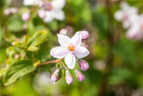 Rosendeutzie - Deutzia hybrida 'Mont Rose' - Wildgehölze