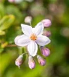 Rosendeutzie - Deutzia hybrida 'Mont Rose' - Wildgehölze