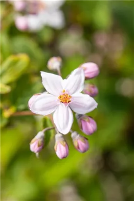 Rosendeutzie - Deutzia hybrida 'Mont Rose' - Wildgehölze