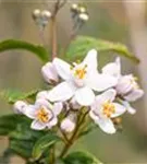 Rosendeutzie - Deutzia hybrida 'Mont Rose' - Wildgehölze