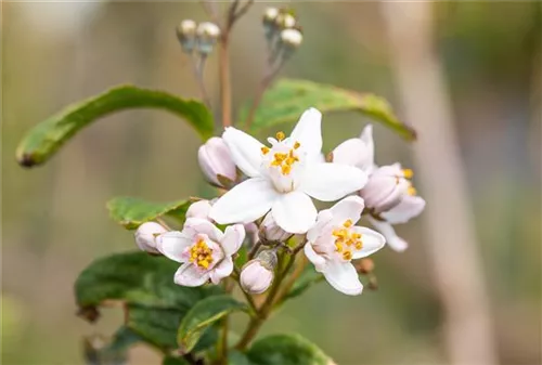 Rosendeutzie - Deutzia hybrida 'Mont Rose' - Wildgehölze