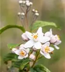 Rosendeutzie - Deutzia hybrida 'Mont Rose' - Wildgehölze