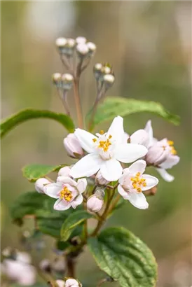 Rosendeutzie - Deutzia hybrida 'Mont Rose' - Wildgehölze