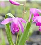 Chinaorchidee - Bletilla striata