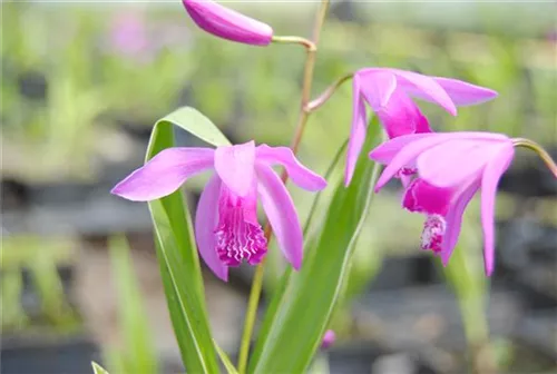 Chinaorchidee - Bletilla striata