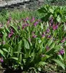 Chinaorchidee - Bletilla striata