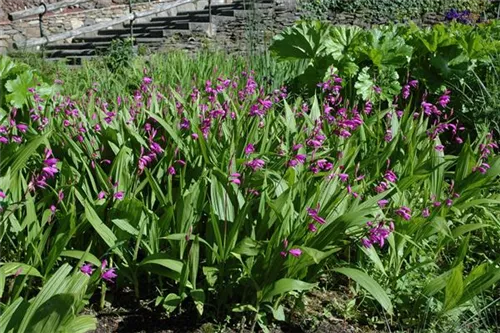 Chinaorchidee - Bletilla striata