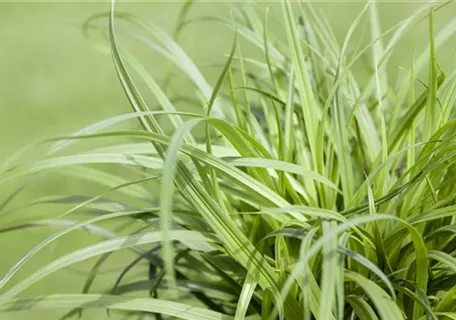 Carex caryophyllea 'The Beatles' - Polsterartige Garten-Segge