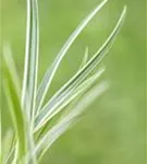 Polsterartige Garten-Segge - Carex caryophyllea 'The Beatles'