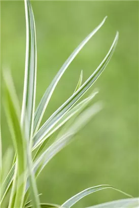 Polsterartige Garten-Segge - Carex caryophyllea 'The Beatles'