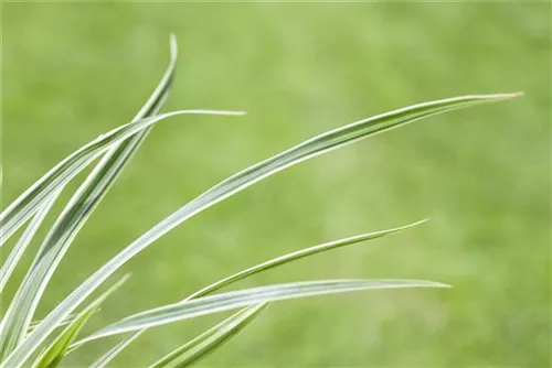 Polsterartige Garten-Segge - Carex caryophyllea 'The Beatles'