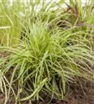 Polsterartige Garten-Segge - Carex caryophyllea 'The Beatles'