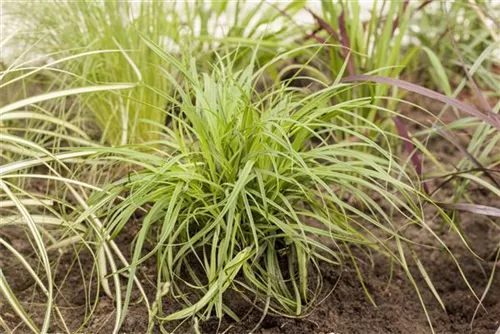 Polsterartige Garten-Segge - Carex caryophyllea 'The Beatles'