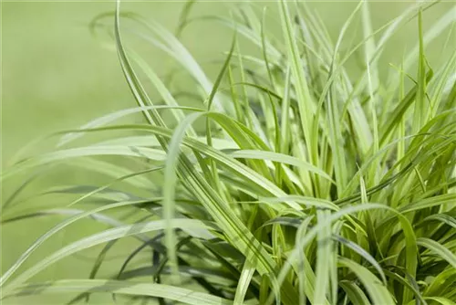 Polsterartige Garten-Segge - Carex caryophyllea 'The Beatles'