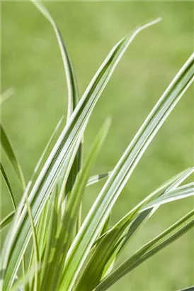 Polsterartige Garten-Segge - Carex caryophyllea 'The Beatles'