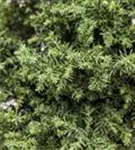 Sicheltanne - Cryptomeria japonica 'Sekkan-sugi'