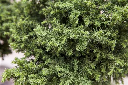 Sicheltanne - Cryptomeria japonica 'Sekkan-sugi'