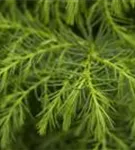 Sicheltanne - Cryptomeria japonica 'Sekkan-sugi'