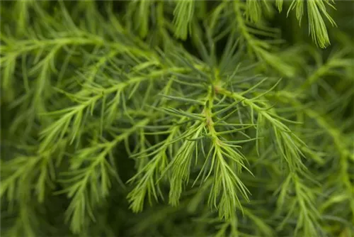 Sicheltanne - Cryptomeria japonica 'Sekkan-sugi'