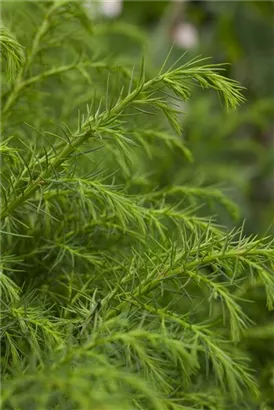 Sicheltanne - Cryptomeria japonica 'Sekkan-sugi'