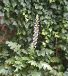 Weiche Bärentatze - Acanthus mollis