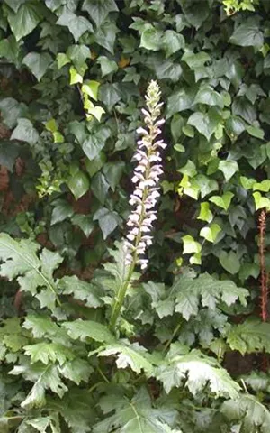 Acanthus mollis