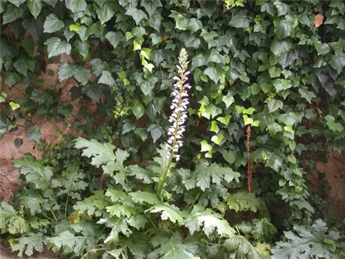 Weiche Bärentatze - Acanthus mollis