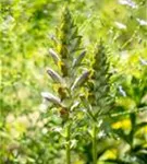 Weiche Bärentatze - Acanthus mollis