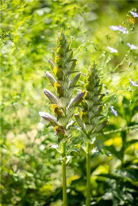 Weiche Bärentatze - Acanthus mollis