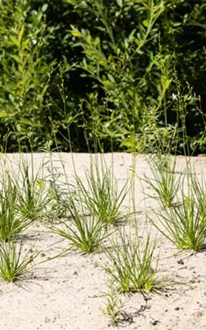 Anthericum liliago