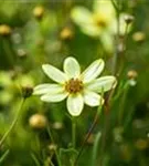 Quirlblättriges Garten-Mädchenauge - Coreopsis verticillata 'Moonbeam'