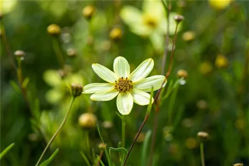 Quirlblättriges Garten-Mädchenauge - Coreopsis verticillata 'Moonbeam'