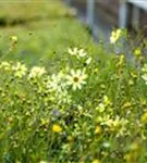 Quirlblättriges Garten-Mädchenauge - Coreopsis verticillata 'Moonbeam'