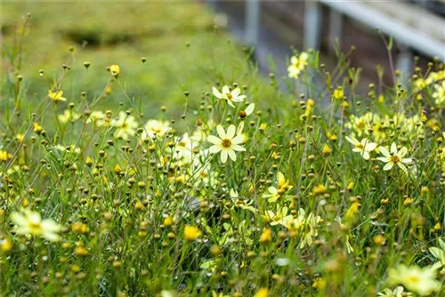 Quirlblättriges Garten-Mädchenauge - Coreopsis verticillata 'Moonbeam'