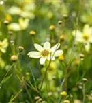 Quirlblättriges Garten-Mädchenauge - Coreopsis verticillata 'Moonbeam'