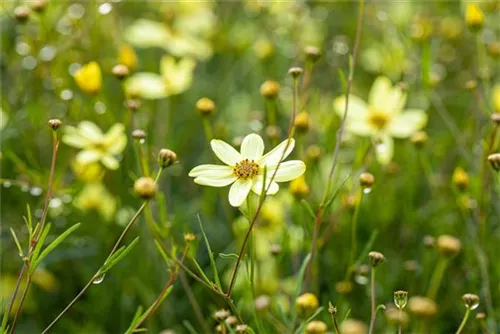 Quirlblättriges Garten-Mädchenauge - Coreopsis verticillata 'Moonbeam'