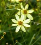 Quirlblättriges Garten-Mädchenauge - Coreopsis verticillata 'Moonbeam'