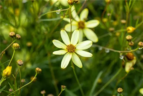 Quirlblättriges Garten-Mädchenauge - Coreopsis verticillata 'Moonbeam'